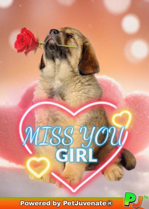 PetJuvenate giphyupload miss you boop funny dog GIF
