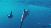OPSociety shark dolphin sharks ocean conservation GIF