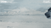 Bbc One GIF by BBC