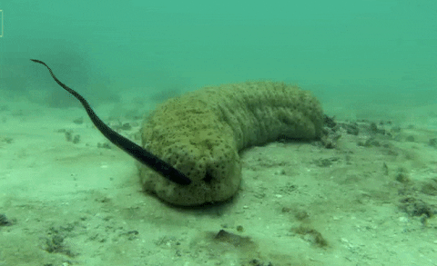 sea GIF