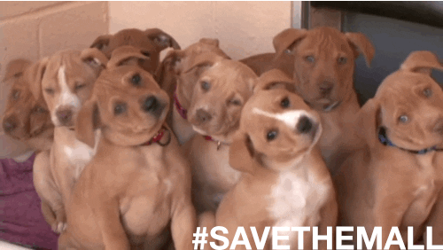 confused dog GIF by Best Friends Animal Society