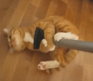 cat GIF