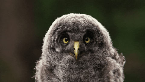 Speak When Nature Calls GIF by ABC Network