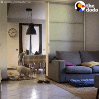 Bull Terrier Dogs GIF by The Dodo