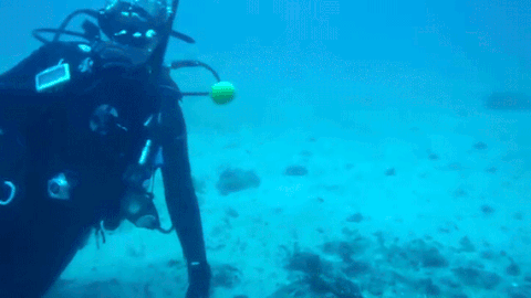 egg case GIF