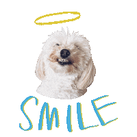 Happy Angel Dog Sticker by Molly Jenson