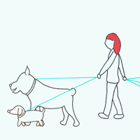 Dogs Dog Walking GIF