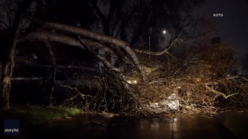 Car Crushed by Tree Amid Powerful Winds in Northern California