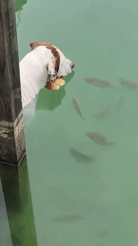 Clever Dog Catches Fish