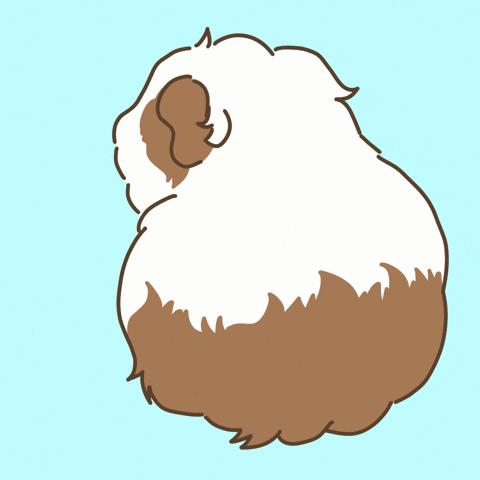 Licht Guineapig GIF