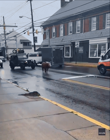 Runaway Cow Proves Tricky to Catch