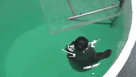 amakarova giphygifmaker GIF