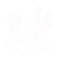Ajolote Sticker by Mero Mole