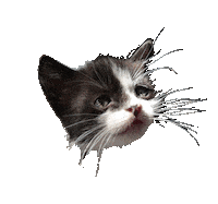 thatfrenchartist adorable kitten adopt adoptdontshop Sticker
