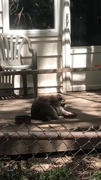 Cat Gives Hungry Raccoon 'Death Stare' as It Gobbles Food on Porch