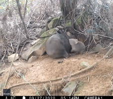 Trailcam Catches Wombat and Joey's Adorable Playtime at Tasmania Property