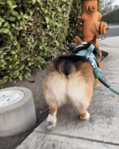 Dog Corgi GIF