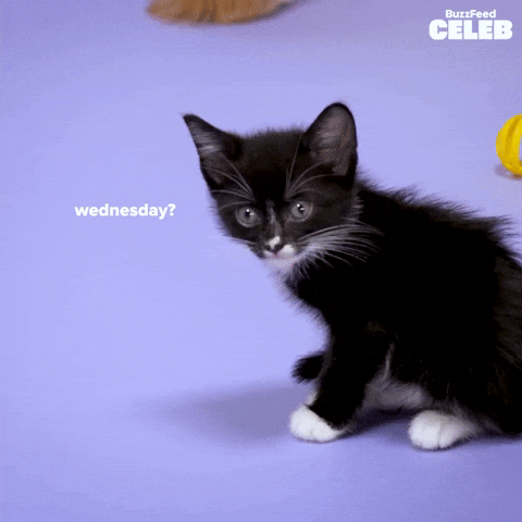 Cat Netflix GIF by BuzzFeed