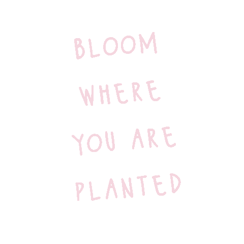 Cherry Blossoms Pink Sticker by By Invite Only