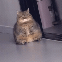 Sitting Fat Cat GIF by Respective