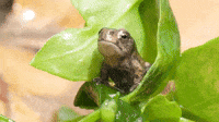 Poop Frog