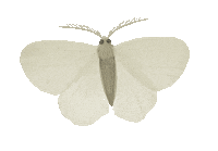 flying magic forest Sticker by Alexandra Dvornikova