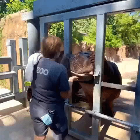 Hippos Take Part in Painting with Carers at Texas Zoo