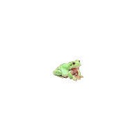 Frog No Sticker by Messenger