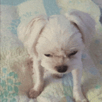 Puppy 반짝반짝 GIF