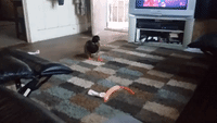 Pet Duck Proceeds With Caution Around Balloon