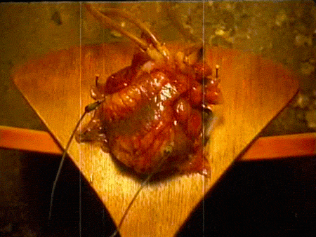Art Nin GIF by G1ft3d