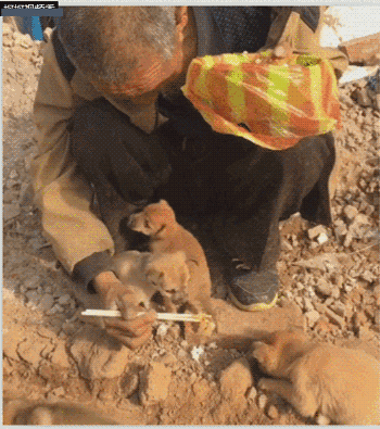 cuteanimalland giphyupload GIF