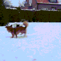 cats fort GIF