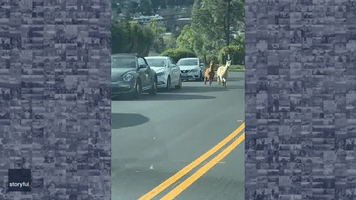 Pair of Alpacas Run Loose in Oakland Neighborhood