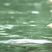 Mohanlal Lalettan GIF