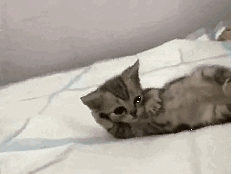 Fazevedochannels giphyupload cat gatos animais GIF