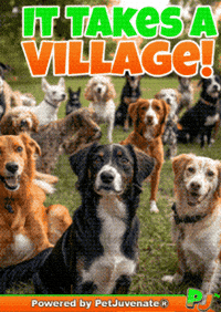 Puppy Dog Eyes GIF by PetJuvenate - PJ