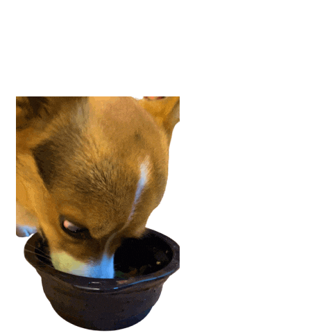 Corgi Milo Sticker