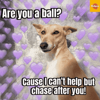 Puppylove GIF by Pedigree India