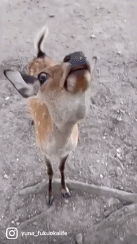 Polite Deer Bows for Treats in Japan