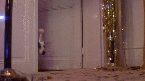 FDJ giphyupload dog what dogs GIF