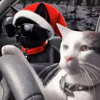 Black Cat GIF