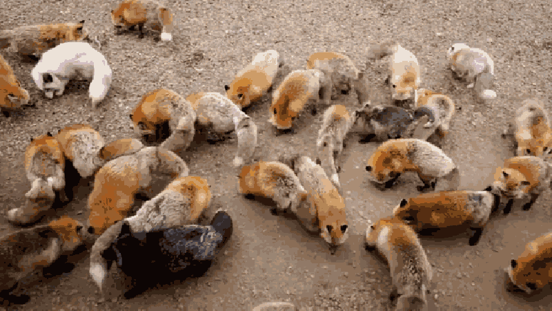 fox japan GIF