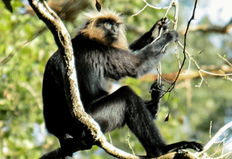 nilgiri langur relevance GIF