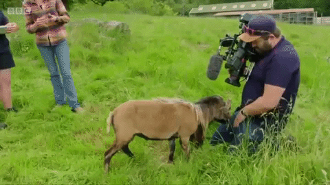 giphygifmaker fail bbc goat cameraman GIF