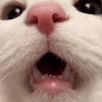 Scaredcat Surprisedcat GIF