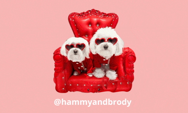 Dog GIF by HammyandBrody