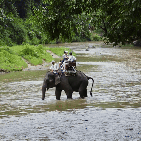 The Animals They Care About