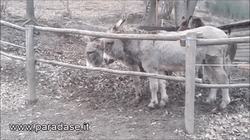 There Was Only One Winner Between the Donkeys vs. Fence Stand-Off