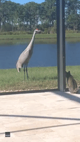 Cat and Crane Face Off in Florida Backyard